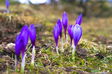 Çiğdem parlak renkli arka plan üzerinde. bahar çiçekleri.