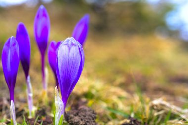 Çiğdem parlak renkli arka plan üzerinde. bahar çiçekleri.