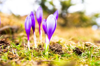 Çiğdem parlak renkli arka plan üzerinde. bahar çiçekleri.