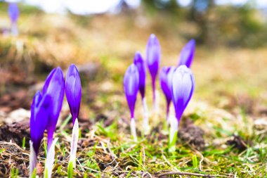 Çiğdem parlak renkli arka plan üzerinde. bahar çiçekleri.