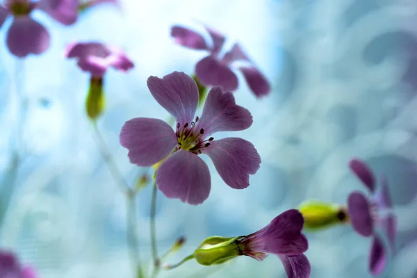 Daisy flower against blue sky, Shallow Dof. flores de primavera — Fotografia de Stock