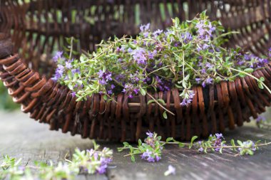 Alternatif ilaç. Kekik ve tıbbi ampuller. Gerekli yağlar