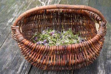 Alternatif ilaç. Kekik ve tıbbi ampuller. Gerekli yağlar