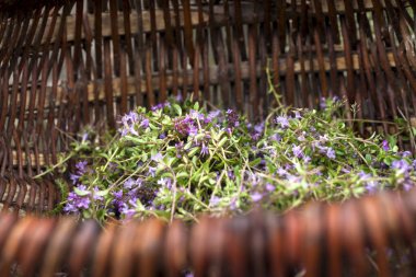 Alternatif ilaç. Kekik ve tıbbi ampuller. Gerekli yağlar