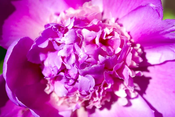 Beautiful flowers, peonies.Closeup of beautiful pink Peonie flower. — Stock Photo, Image