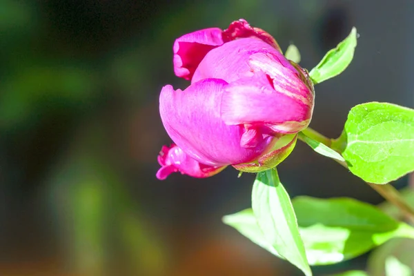 Lindas flores, peônias.Close-up de bela flor rosa Peonie . — Fotografia de Stock