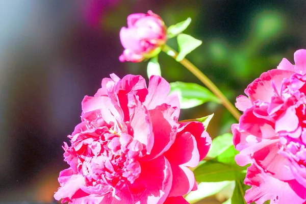 Lindas flores, peônias.Close-up de bela flor rosa Peonie . — Fotografia de Stock