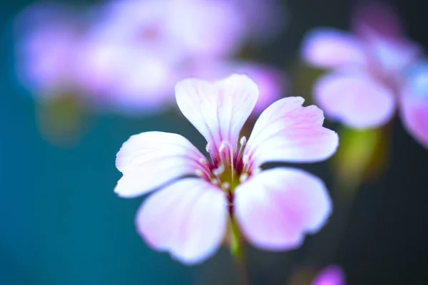 Daisy flower against blue sky, Shallow Dof. flores de primavera — Fotografia de Stock