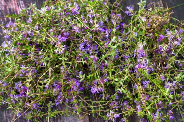 Alternatif ilaç. Kekik ve tıbbi ampuller. Gerekli yağlar