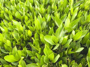 Yeşil çimen arka planı. Arka bahçe, arka plan için. Yeşil çimen masaüstü resmi