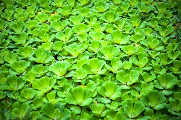 Sfondo verde erba. Cortile per sfondo. prato verde immagine desktop — Foto Stock