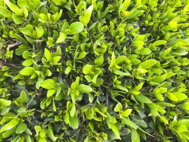 Yeşil çimen arka planı. Arka bahçe, arka plan için. Yeşil çimen masaüstü resmi