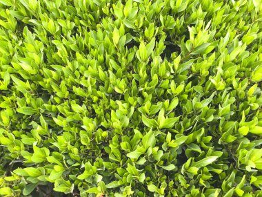 Yeşil çimen arka planı. Arka bahçe, arka plan için. Yeşil çimen masaüstü resmi