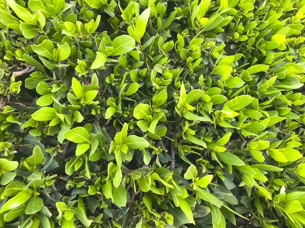 Yeşil çimen arka planı. Arka bahçe, arka plan için. Yeşil çimen masaüstü resmi