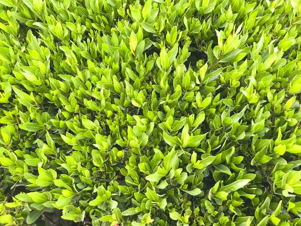 Yeşil çimen arka planı. Arka bahçe, arka plan için. Yeşil çimen masaüstü resmi