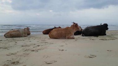 Goa 'daki İnekler Hindistan' da