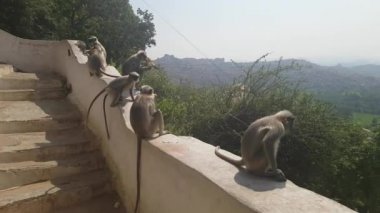 Makak maymunlar tapınak Hampi Hindistan ailesinin