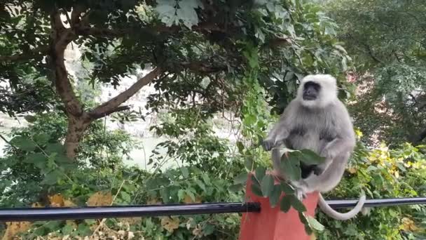 Big Monkey Äta Bladen Rishikesh Indien — Stockvideo