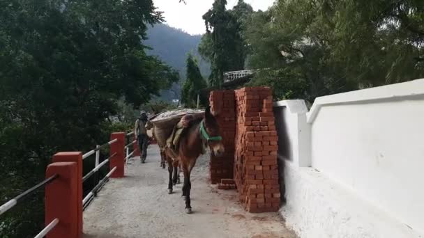 Donkeys Carrying Sand Rishikesh India — Stock Video