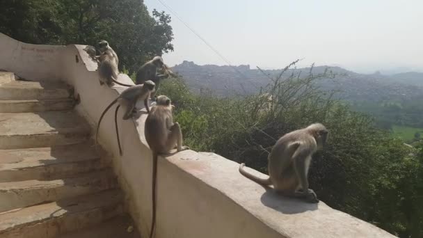 Familia Macacos Templo Monos Hampi India — Vídeo de stock