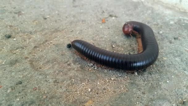 Giant Millipede Archispirostreptus Gigas — Stock Video