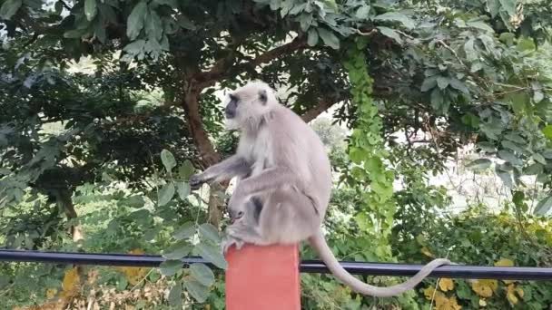 Macaco Comendo Folhas Verdes Rishikesh Índia — Vídeo de Stock