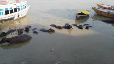 Varanasi Ganj Nehri içinde su bufalo
