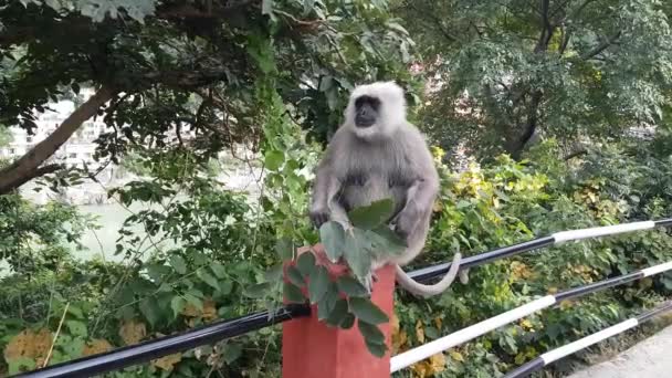 Macaco Comendo Folhas Rishikesh Índia — Vídeo de Stock