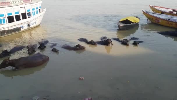 Búfalos Agua Varanasi Dentro Del Río Ganges — Vídeos de Stock