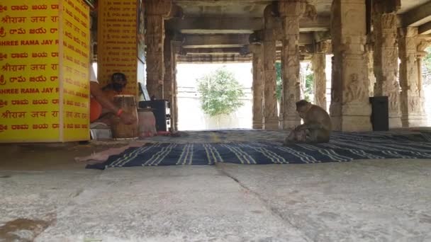 Makaak Apen Een Hindoe Tempel India — Stockvideo