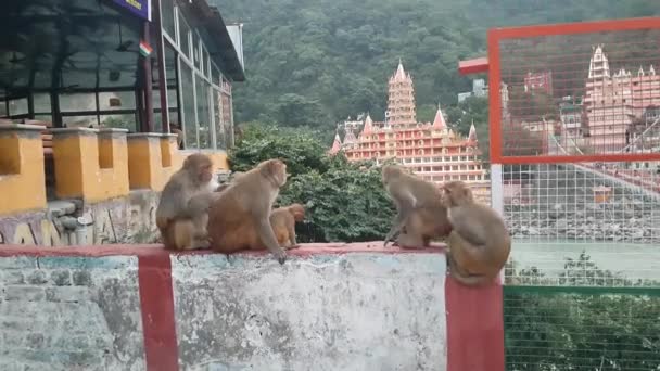 北インドで壁にマカク猿の家族 — ストック動画