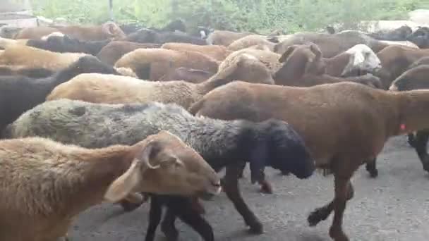 Goats Herd Karnataka India — Stock Video