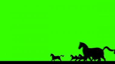 Silüet at sürüsü yeşil ekran Crossing