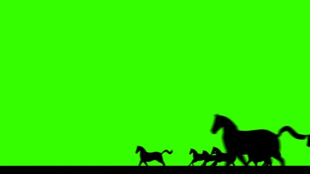 Manada Caballos Silueta Cruzando Una Pantalla Verde — Vídeo de stock