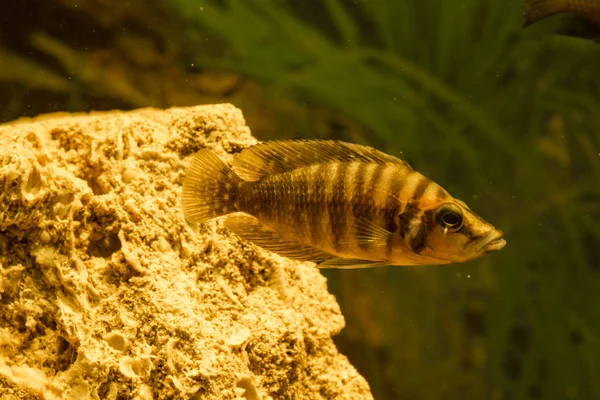 Lago Tsichlids Tanganyika 2018 — Fotografia de Stock