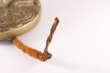 Mantar Cordyceps Çince, geleneksel Tibet ilaçtır