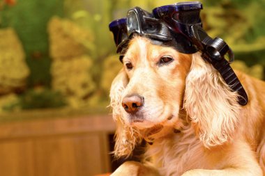 Dalış için bir maske ile köpek