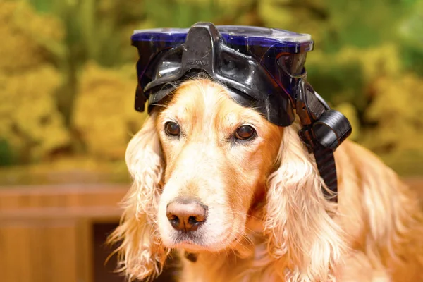 dog with a mask for diving
