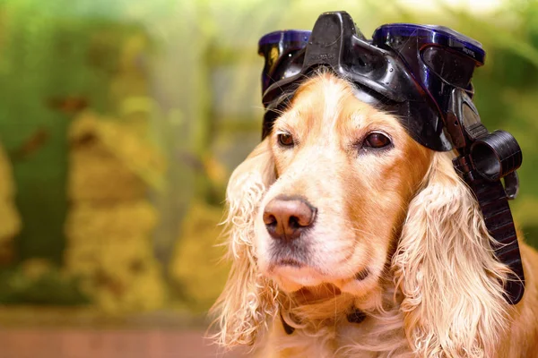 Perro Con Máscara Para Bucear — Foto de Stock