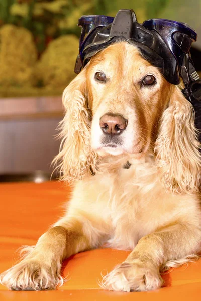 dog with a mask for diving