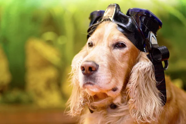 dog with a mask for diving