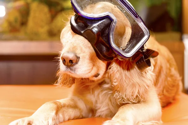 dog with a mask for diving