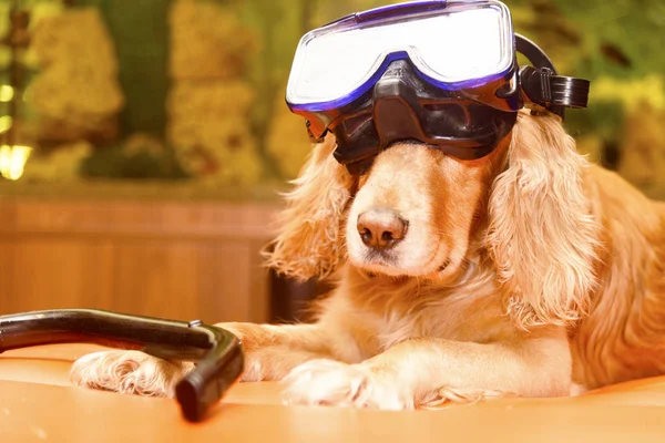 dog with a mask for diving