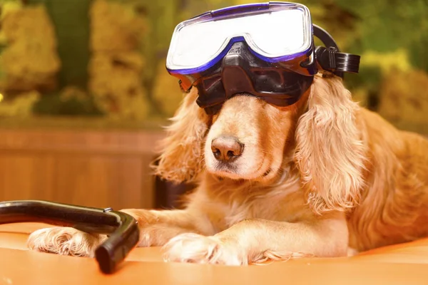 dog with a mask for diving