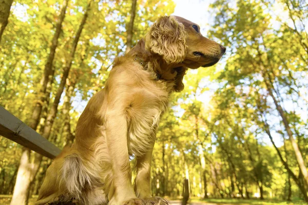 Hund Bänk Höst Park — Stockfoto