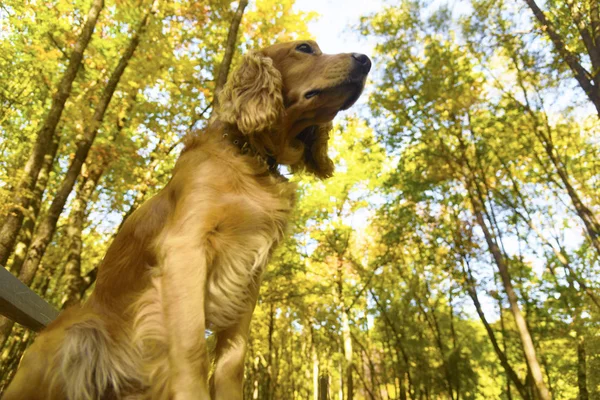 Собака Скамейке Осеннем Парке — стоковое фото