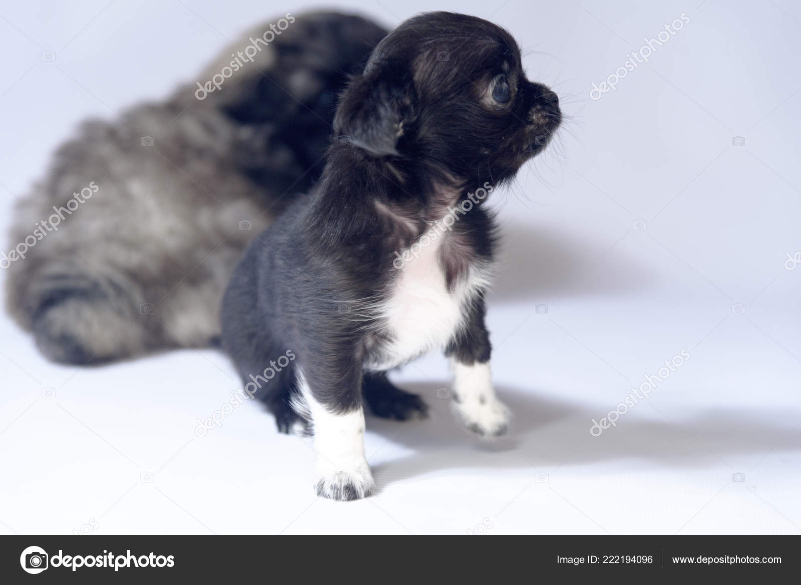 Cute Chihuahua Black Puppies