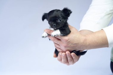 Beyaz arka planda siyah Chihuahua kukla