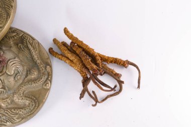 Mantar Cordyceps Çince, geleneksel Tibet ilaçtır