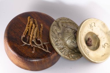 Mantar Cordyceps Çince, geleneksel Tibet ilaçtır